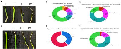 Genome-wide association and dissociation studies in Pantoea ananatis reveal potential virulence factors affecting Allium porrum and Allium fistulosum  ×  Allium cepa hybrid
